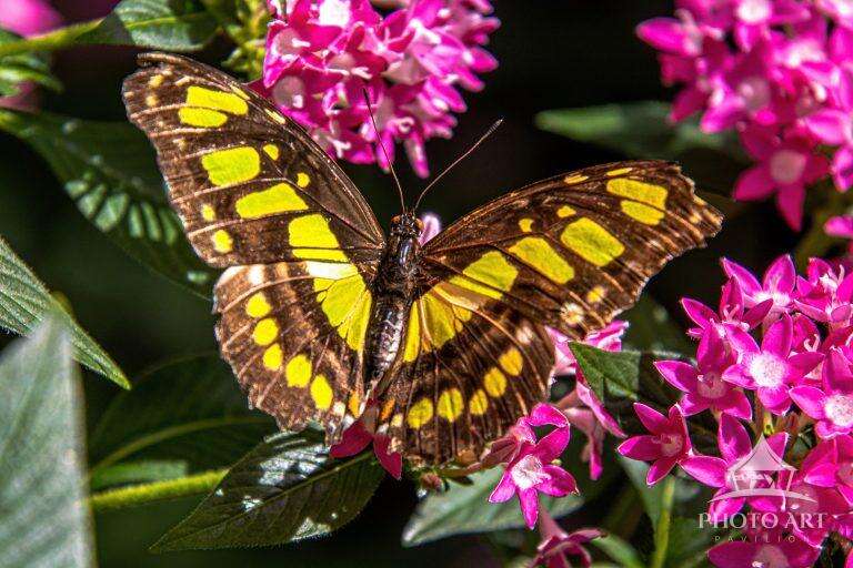 BUTTERFLY - SPREAD YOUR WINGS PHOTO ART PRINT