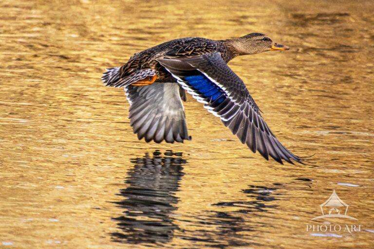 MALLARD DUCK-FLY AWAY PHOTO ART PRINT