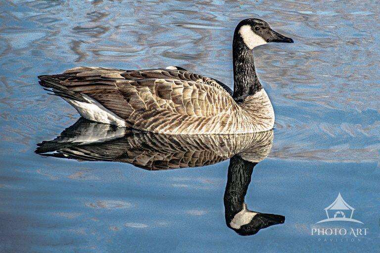 CANADIAN GOOSE - REFLECTION PHOTO ART PRINT