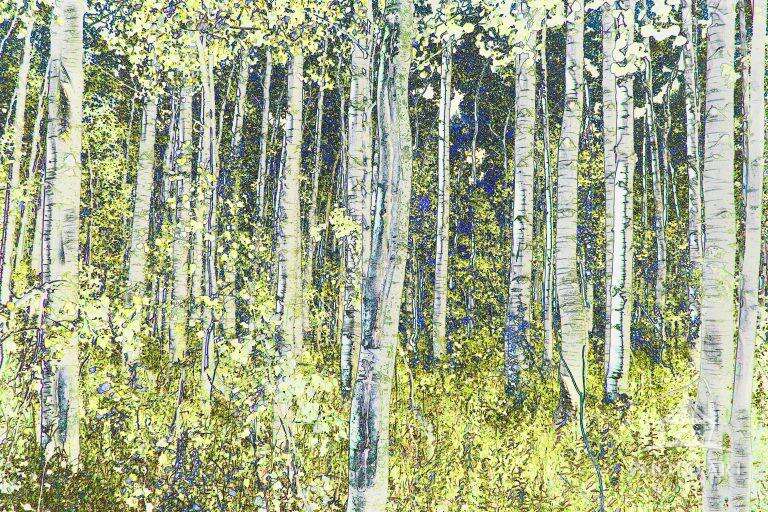 Aspen Forest Photo Art Print