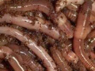 European Nightcrawler Composting Breeding Worms!¡!