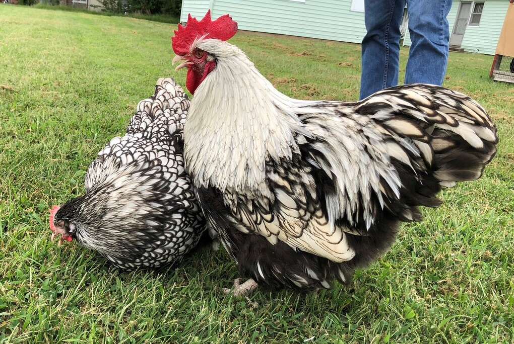 Reducing Rooster Stocks $20 Surplus Roosters!