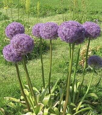 Over 6 Different Blooming Allium Species! (Garlic)