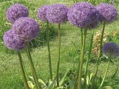 Over 6 Different Blooming Allium Species! (Garlic)