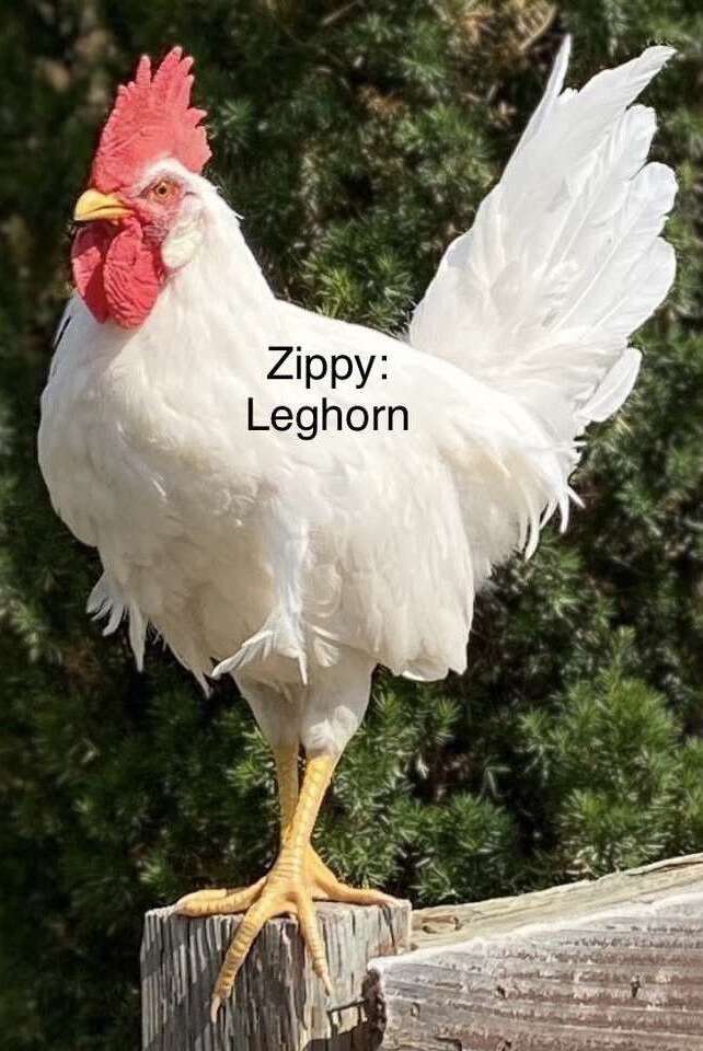 Purebred Roosters Available 2 Produce Fertile Eggs