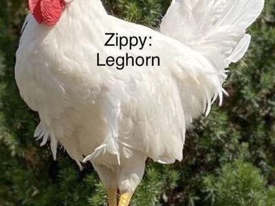 Purebred Roosters Available 2 Produce Fertile Eggs