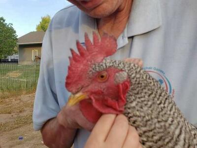 Purebred Roosters Available 2 Produce Fertile Eggs