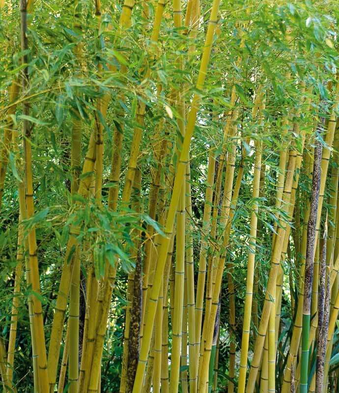 Bamboo Plants Wanted