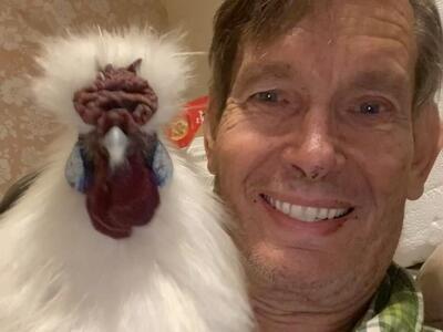 Surplus Hen Chickens & White Silkies Wanted Nokill