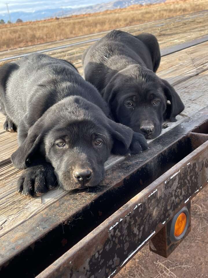 Free black best sale lab puppies