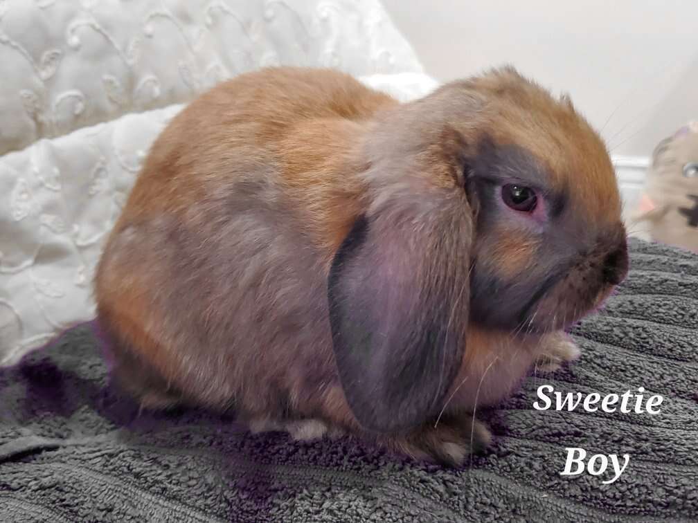 Holland Lop Bunnies!