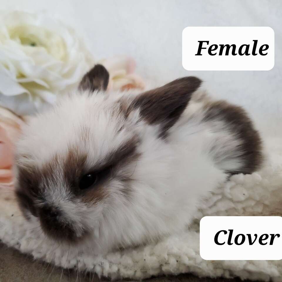 Adorable Holland Lop Bunnies