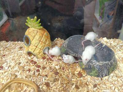 Feeder mice, Rats and ASF rats