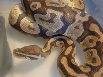 Male Ball Python & cage