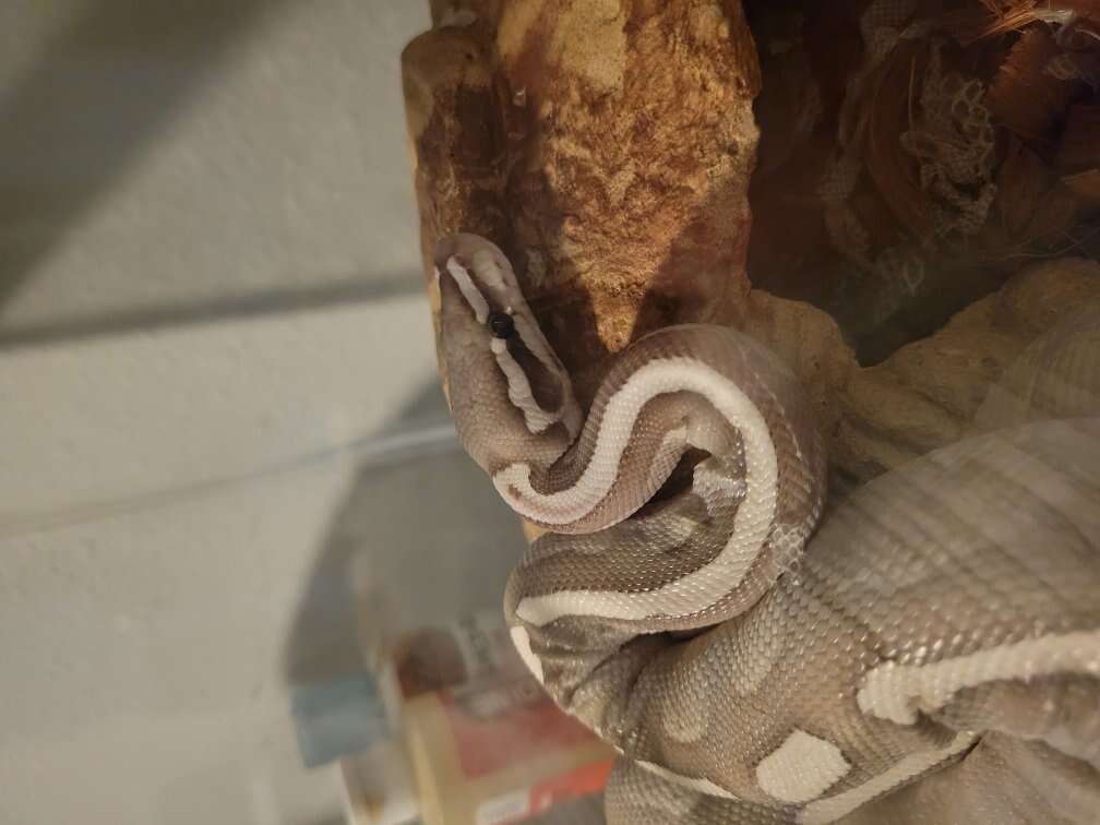 Male ball python and cage