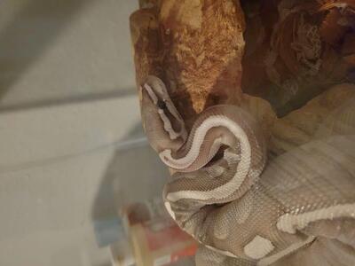 Male ball python and cage