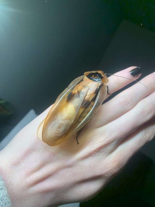 Giant Honduran Cave Roach (Blaberus sp "Honduras")