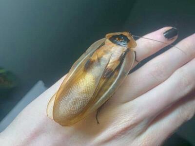 Giant Honduran Cave Roach (Blaberus sp "Honduras")