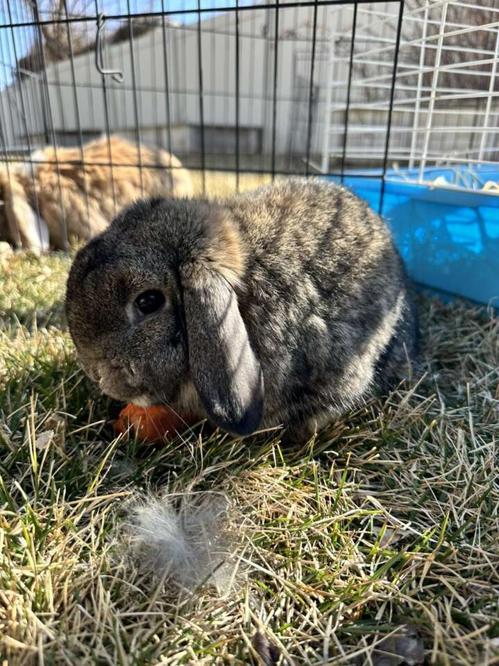 Holland Lop boy