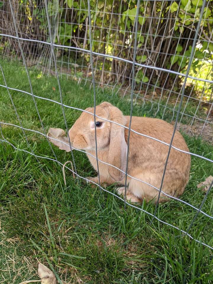 Neutered Male Holland Lop Flemish Bunny