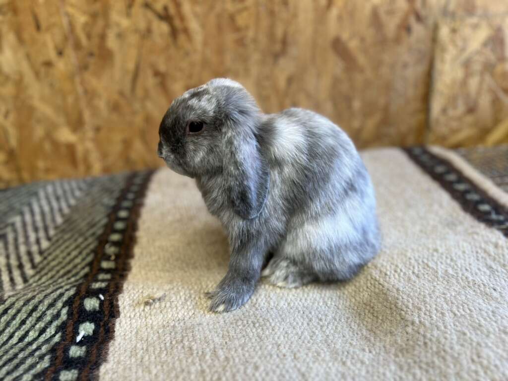 Pedigreed Blue Magpie VC Holland Lop Buck