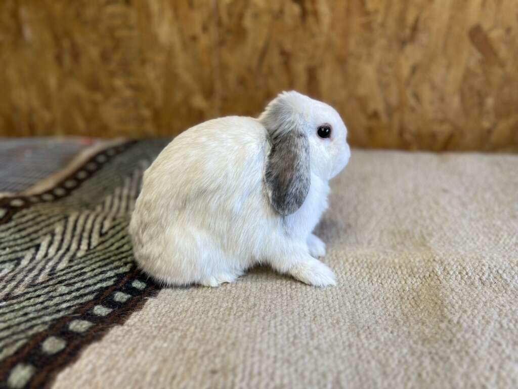 Pedigreed Blue Magpie blue-eyed Holland Lop Doe