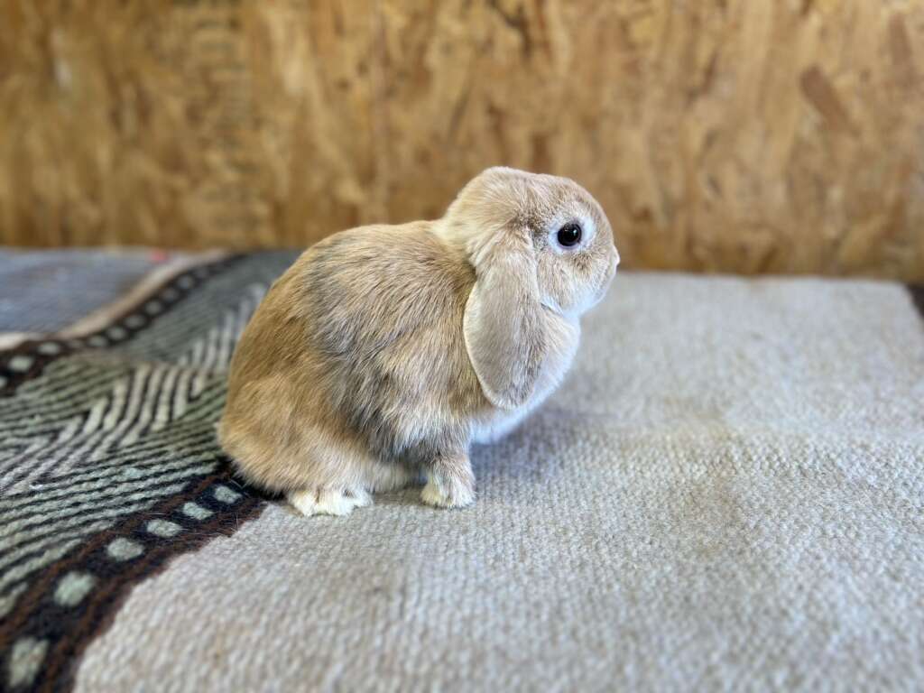 Blue Fawn Harlequin VC Holland Lop Doe