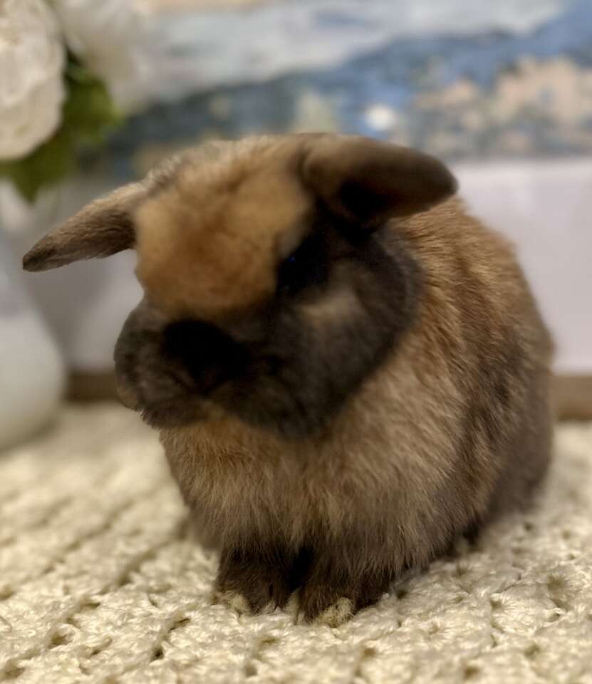 Pedigreed, purebred Holland lop baby