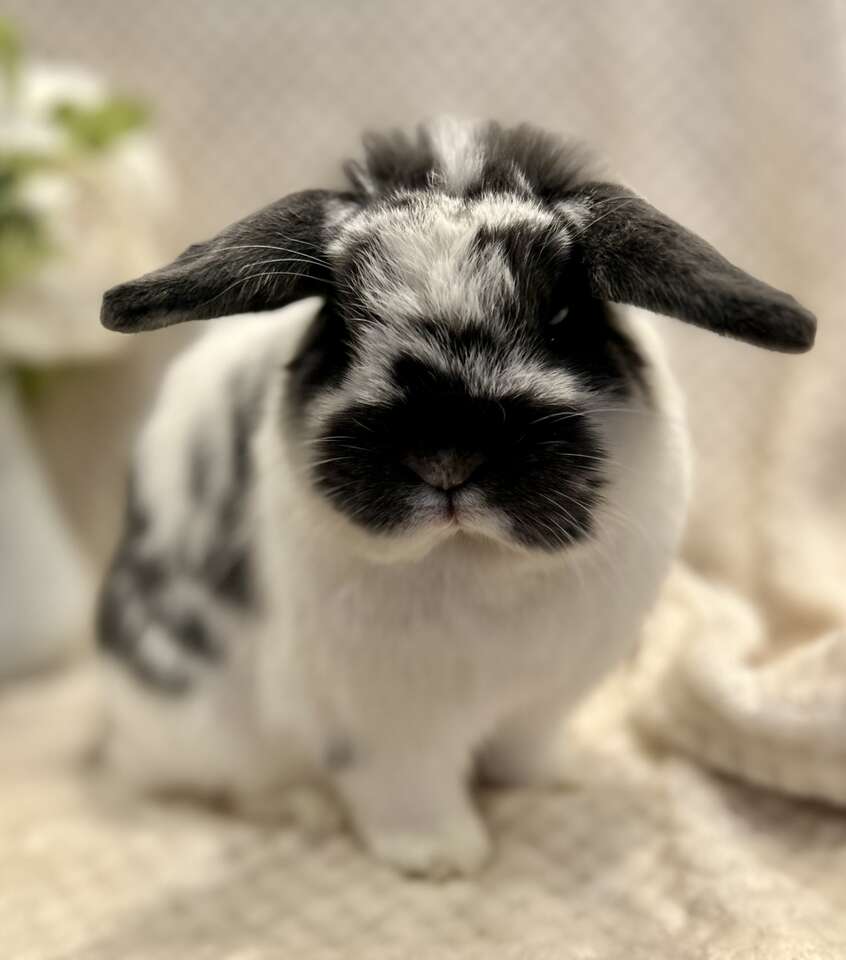 Broken blue, pedigreed Holland lop doe