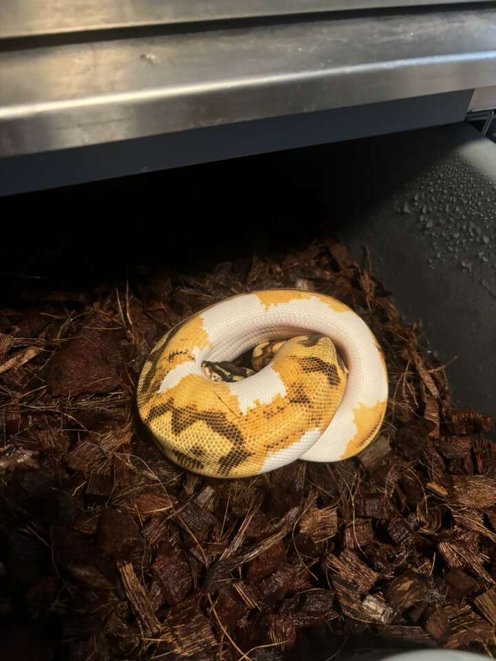 Ball Python Od Yb Genex Enchi Piebald Male