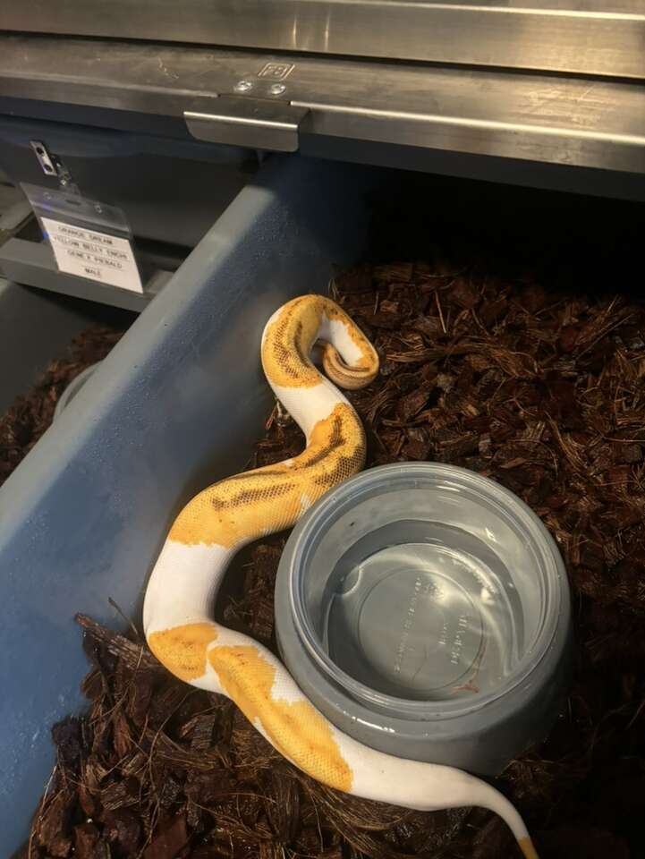 Ball PytHon  Od Yb Enchi Genex Piebald Female