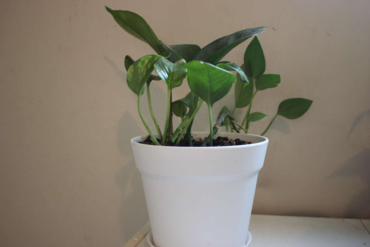 Golden Pothos Plants