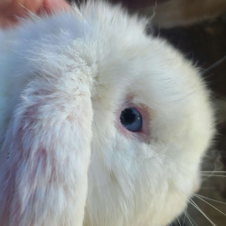 Rescue bunnies