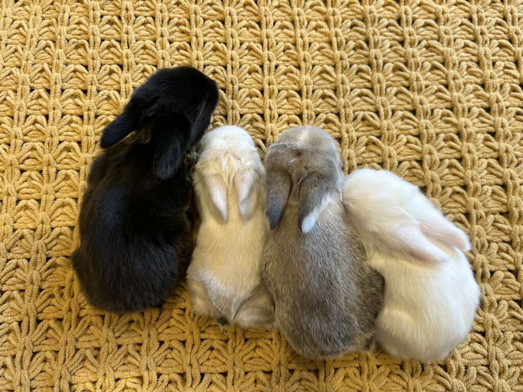 Baby Holland Lop Bunnies