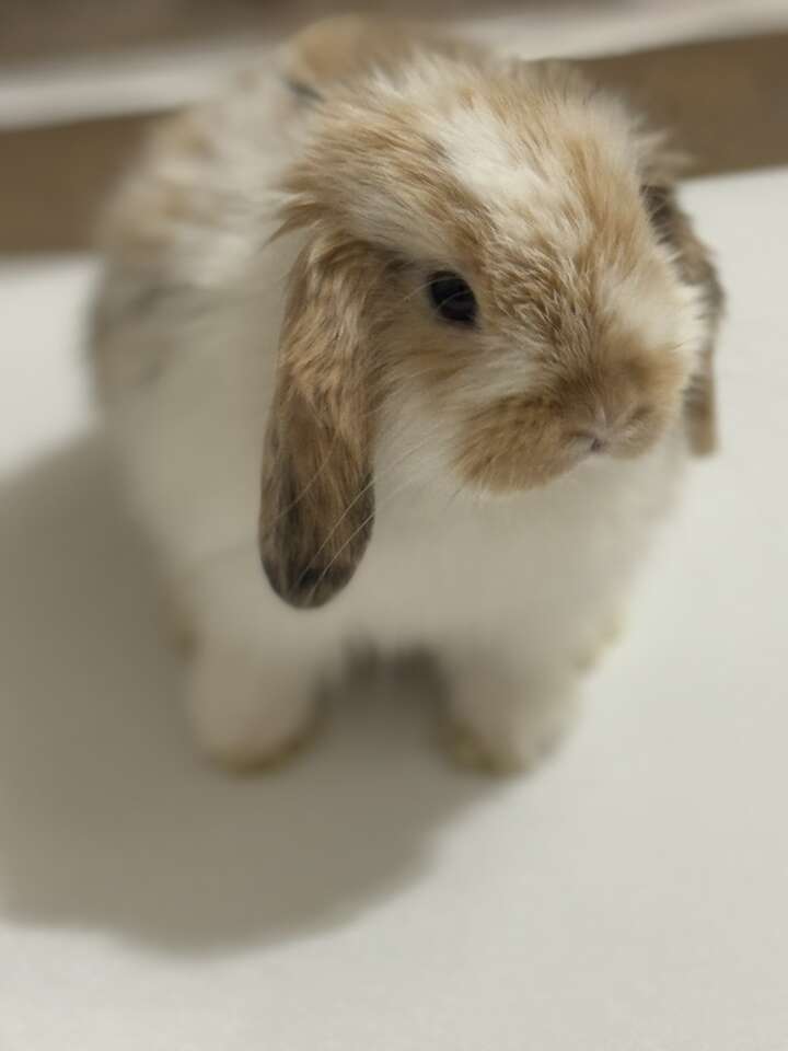 Holland Lop Tri Color Buck Female