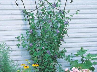 Forged Iron Fan Trellis - Set Of 6