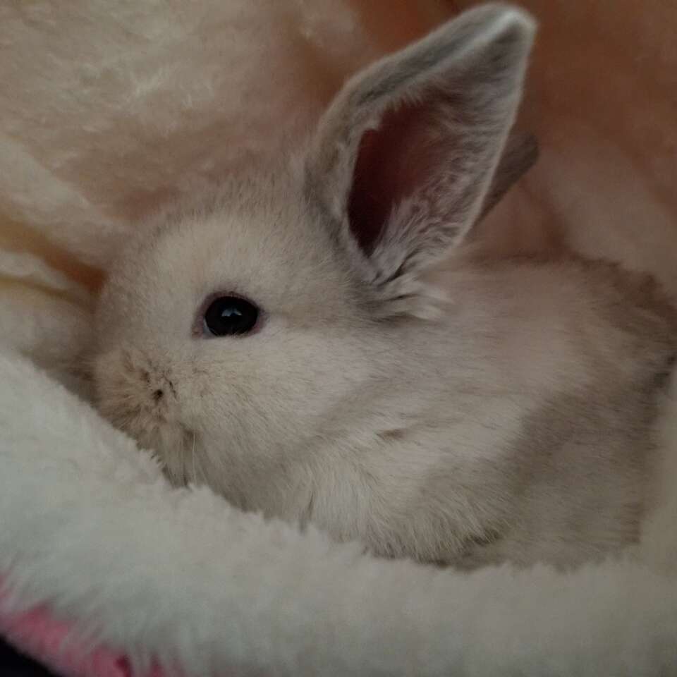 Baby Holland Lop