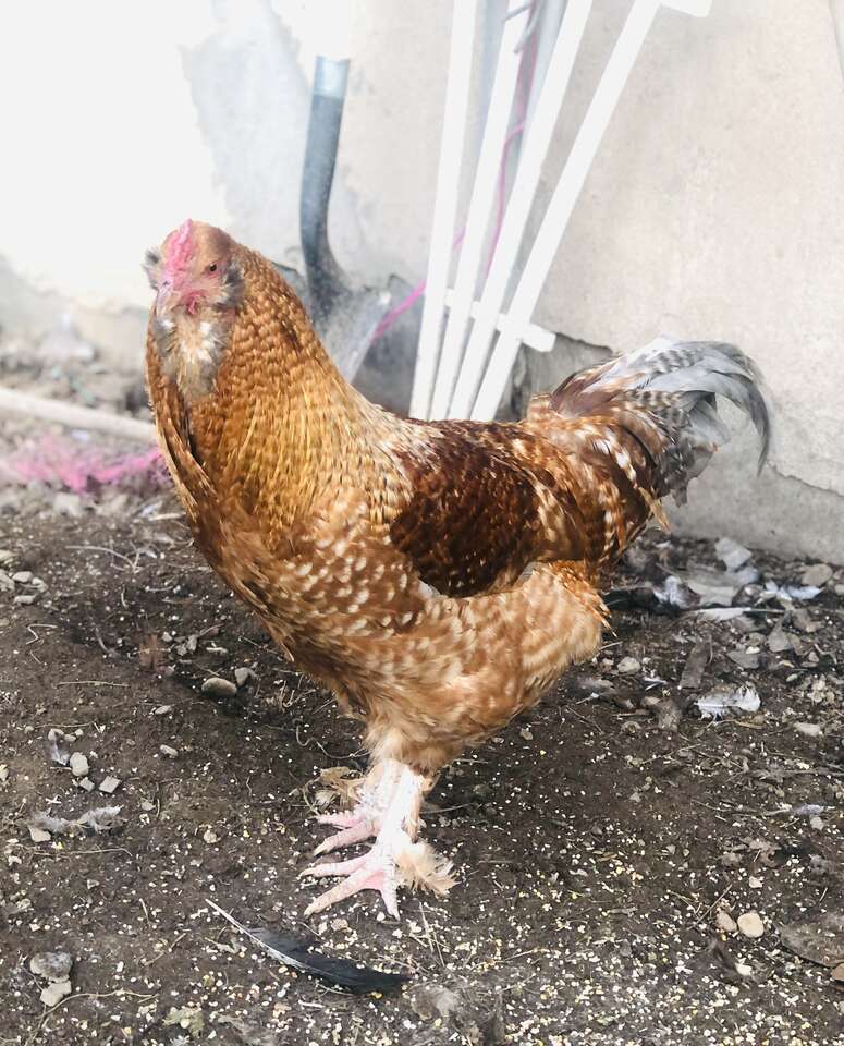7month rooster Livestock