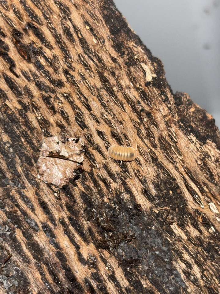 Isopods + Updated Prices