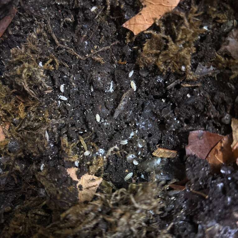 Dwarf White and Purple Isopods