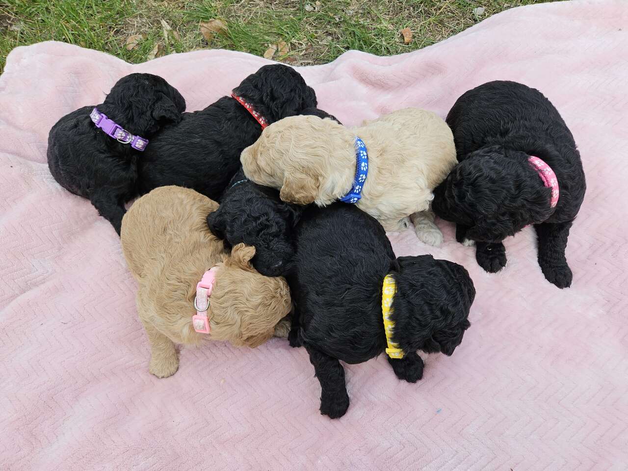 Beautiful Bernedoodle Puppies (Service Dog Potential)