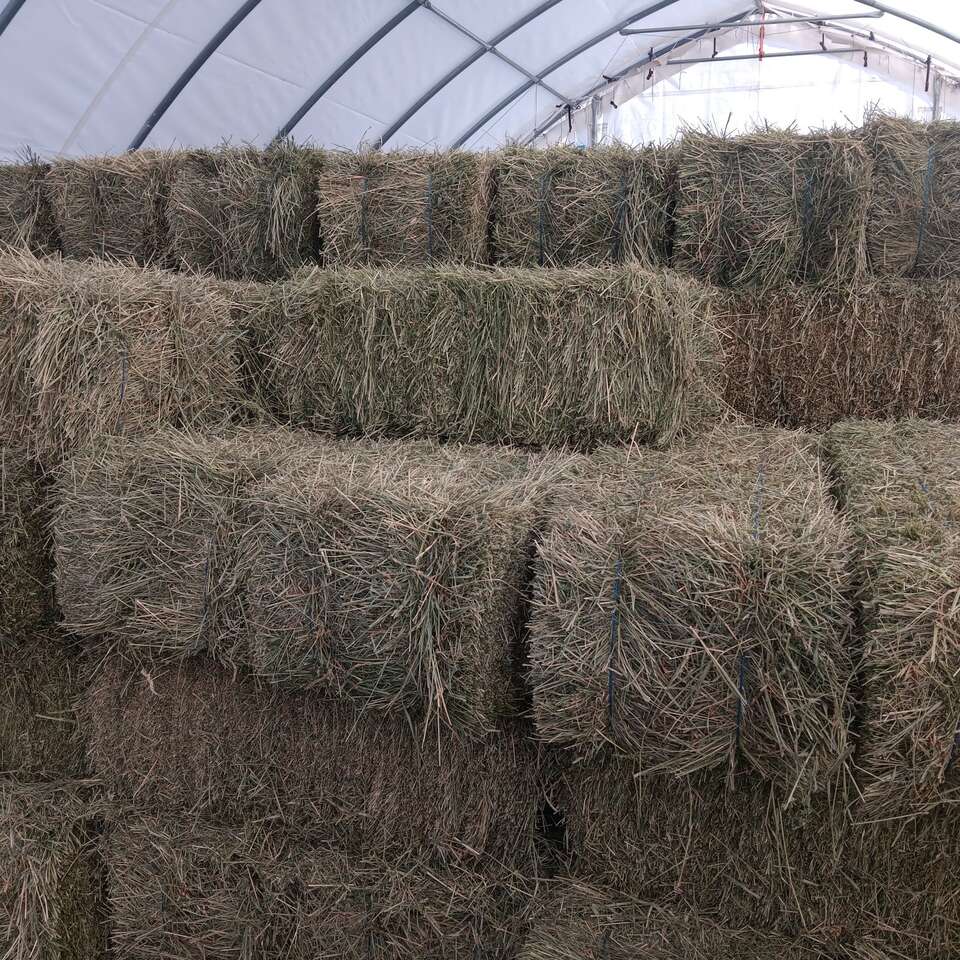 Premium Grass Hay Alphalfa mix