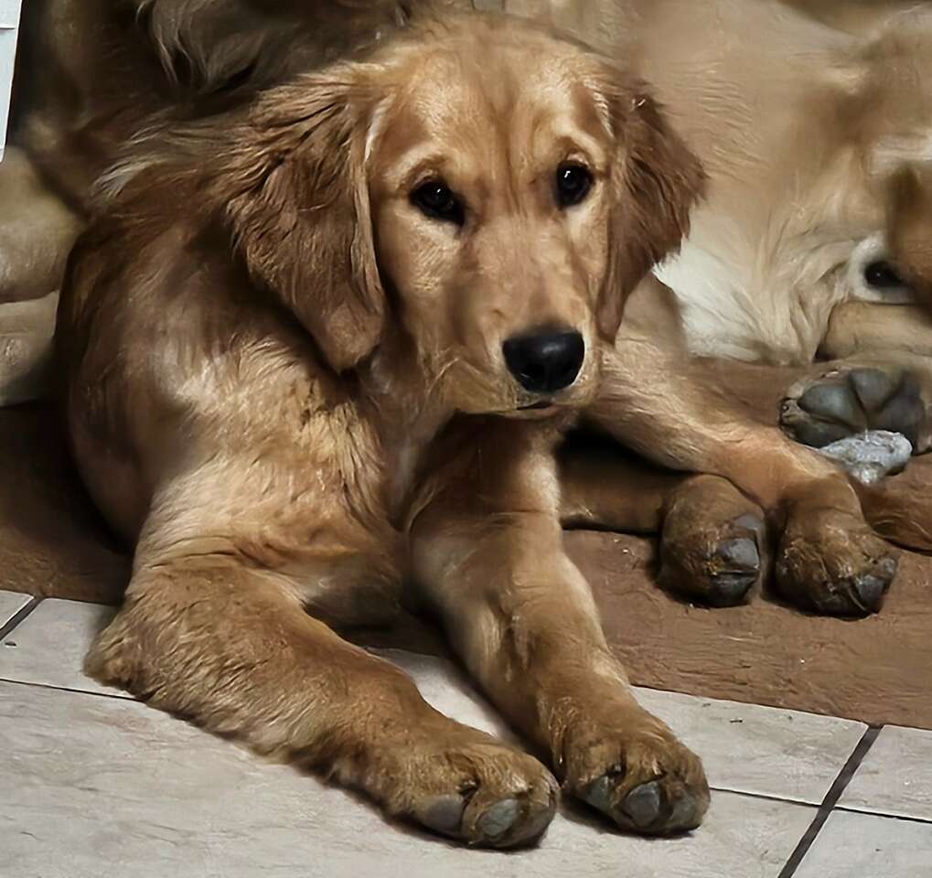 AKC Golden Retriever Puppy Pets