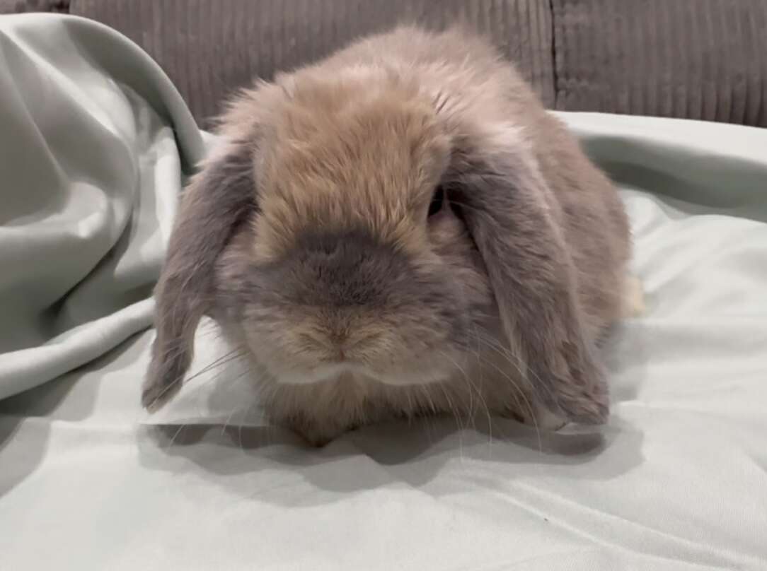 Holland Lop Baby Buck - Pedigreed