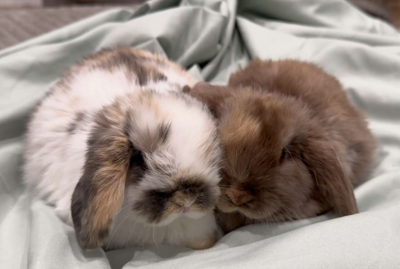 2 Holland Lop Baby Bucks - Pedigreed, Tri Color and Harlequin (Chocolate /Orange)