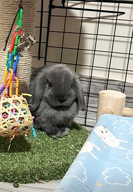 Holland Lop Baby Girl - Pedigreed, Lilac