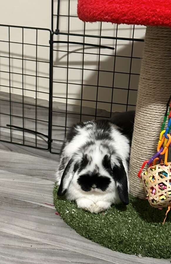 Holland Lop Baby Girl - Pedigreed, Broken Black