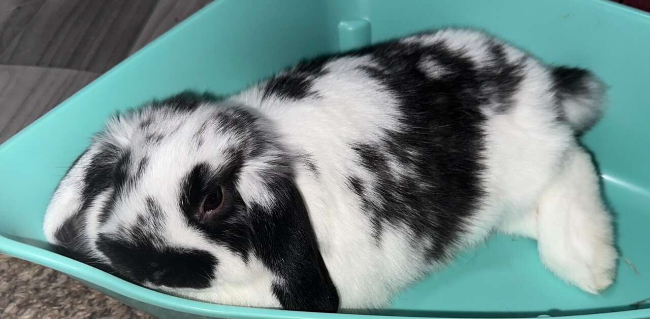 Holland Lop Baby Girl - Pedigreed, Broken Black