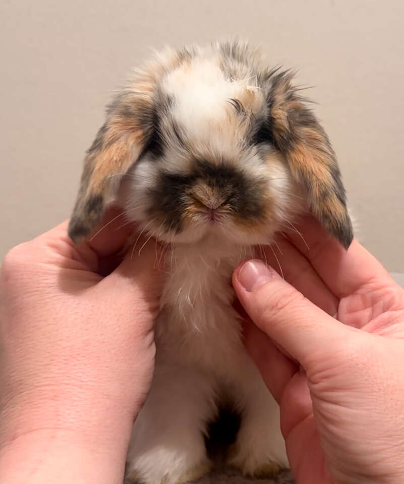 Tri Color Holland Lop Baby Boy - Pedigreed