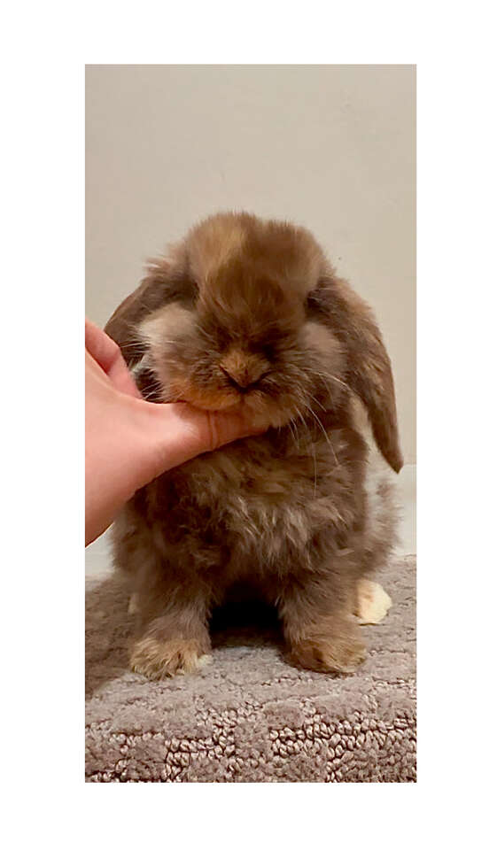 Holland Lop Baby Boy - Pedigreed